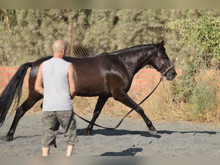PRE Mestizo Caballo castrado 5 años 153 cm Negro in Speyer