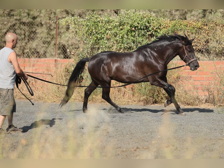 PRE Mestizo Caballo castrado 5 años 153 cm Negro in Speyer