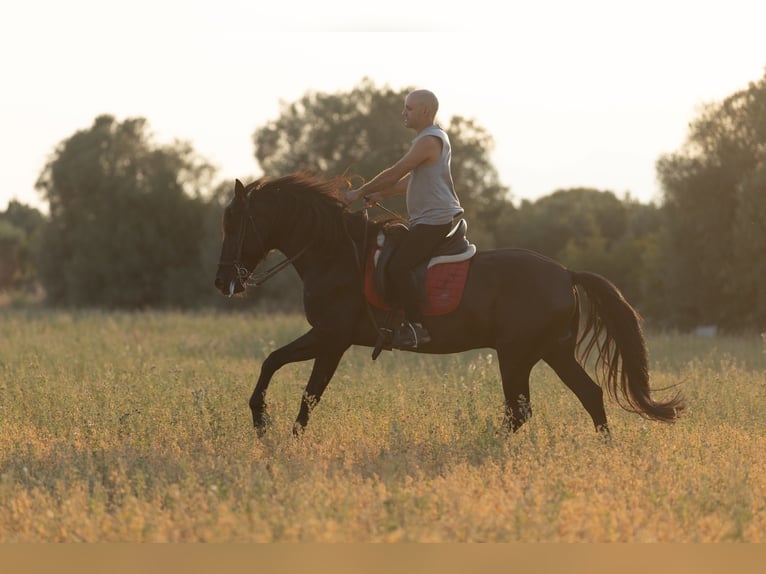 PRE Mestizo Caballo castrado 5 años 153 cm Negro in Speyer