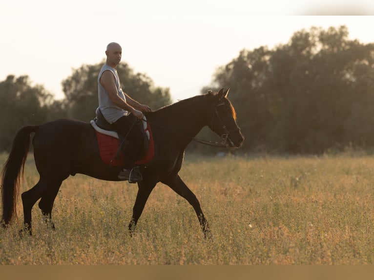 PRE Mestizo Caballo castrado 5 años 153 cm Negro in Speyer