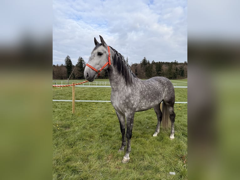 PRE Caballo castrado 5 años 154 cm Tordo rodado in Baar