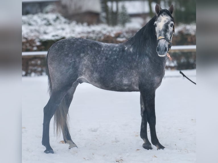 PRE Caballo castrado 5 años 155 cm Porcelana in Neustadt (Wied)