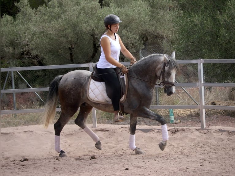 PRE Mestizo Caballo castrado 5 años 155 cm Tordo in Valencia