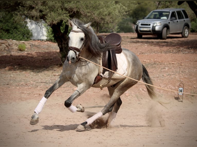 PRE Mestizo Caballo castrado 5 años 155 cm Tordo in Valencia