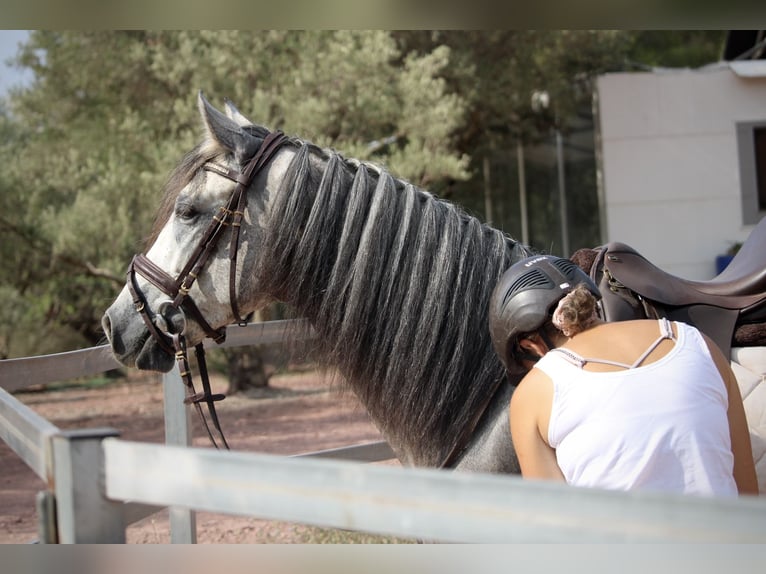 PRE Mestizo Caballo castrado 5 años 155 cm Tordo in Valencia