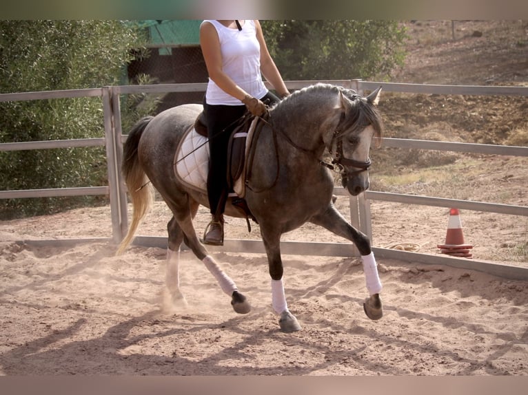 PRE Mestizo Caballo castrado 5 años 155 cm Tordo in Valencia