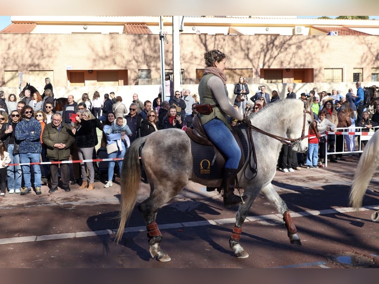 PRE Mestizo Caballo castrado 5 años 155 cm Tordo in Valencia