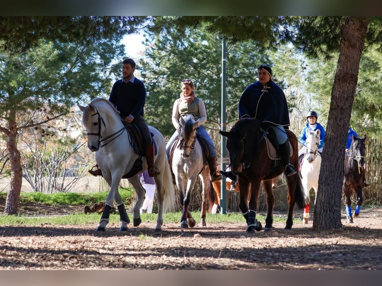 PRE Mestizo Caballo castrado 5 años 155 cm Tordo in Valencia