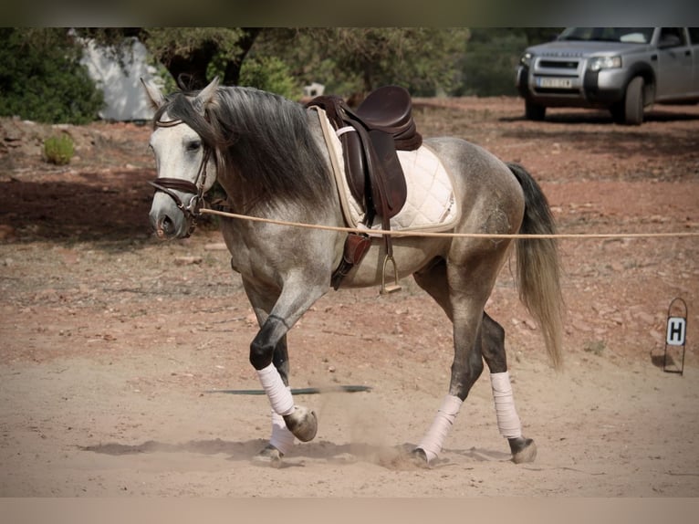 PRE Mestizo Caballo castrado 5 años 155 cm Tordo in Valencia