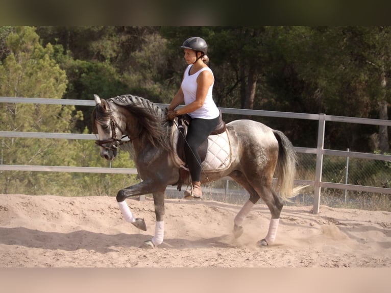 PRE Mestizo Caballo castrado 5 años 155 cm Tordo in Valencia