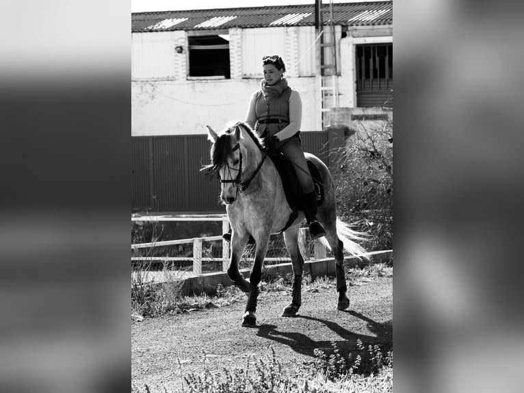 PRE Mestizo Caballo castrado 5 años 155 cm Tordo in Valencia