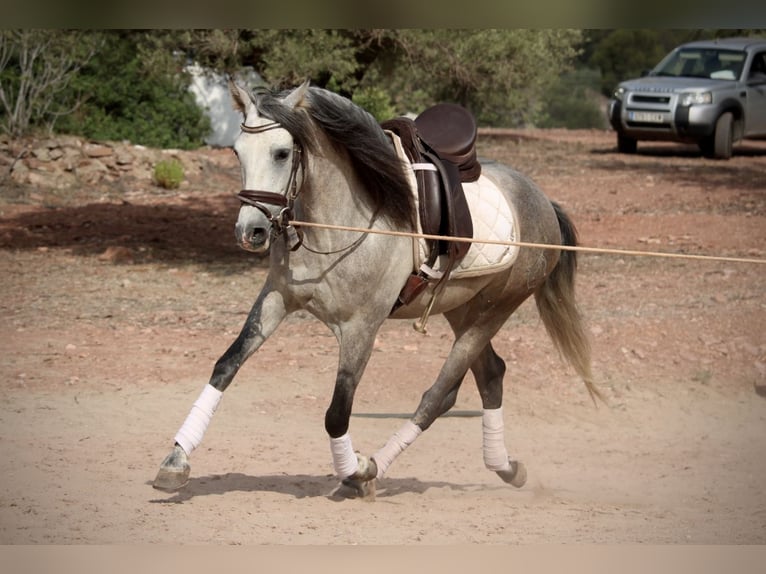 PRE Mestizo Caballo castrado 5 años 155 cm Tordo in Valencia