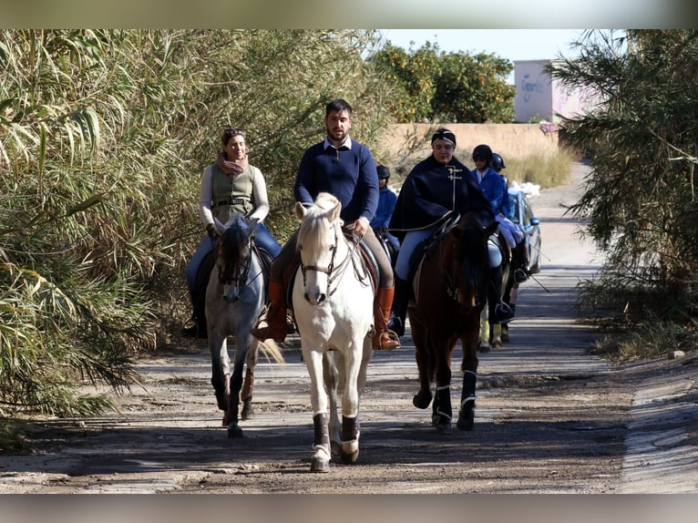 PRE Mestizo Caballo castrado 5 años 155 cm Tordo in Valencia