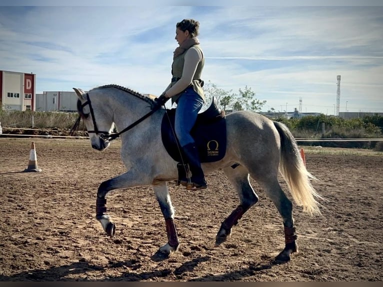 PRE Mestizo Caballo castrado 5 años 155 cm Tordo in Valencia