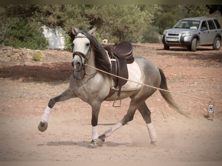 PRE Mestizo Caballo castrado 5 años 155 cm Tordo in Valencia