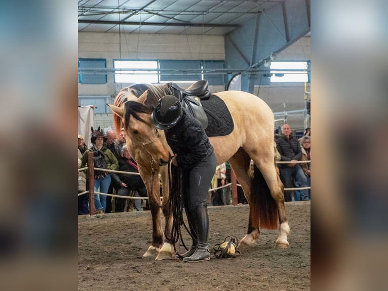 PRE Mestizo Caballo castrado 5 años 156 cm Bayo in Caumont