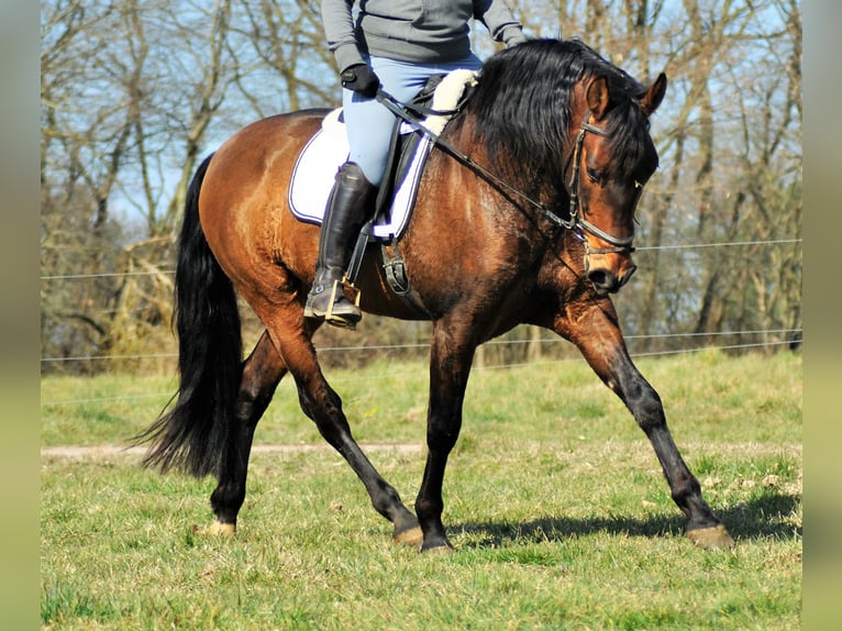 PRE Caballo castrado 5 años 156 cm Castaño in G&#xF6;rzke