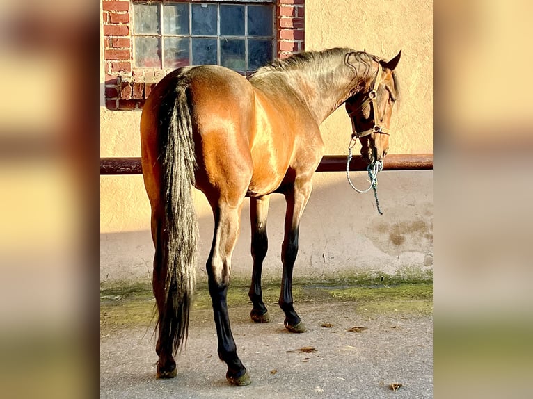 PRE Caballo castrado 5 años 156 cm Castaño in G&#xF6;rzke