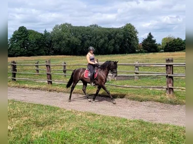 PRE Mestizo Caballo castrado 5 años 157 cm Castaño oscuro in Karlshuld