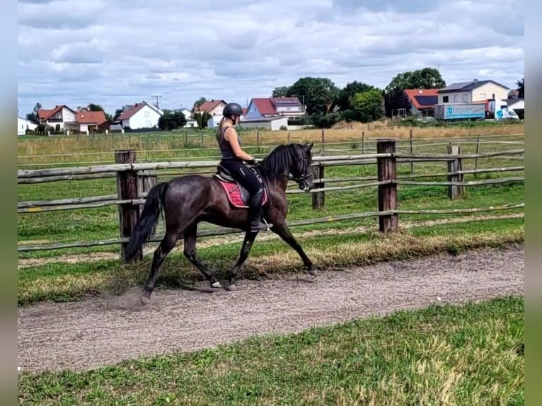 PRE Mestizo Caballo castrado 5 años 157 cm Castaño oscuro in Karlshuld