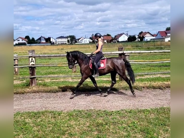PRE Mestizo Caballo castrado 5 años 157 cm Castaño oscuro in Karlshuld