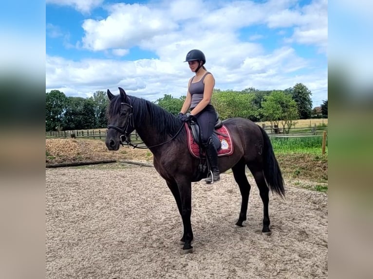 PRE Mestizo Caballo castrado 5 años 157 cm Castaño oscuro in Karlshuld