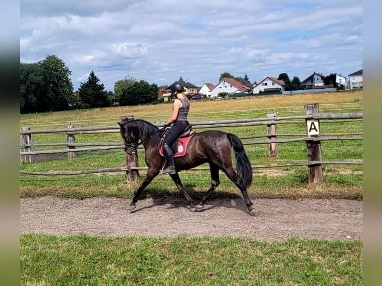 PRE Mestizo Caballo castrado 5 años 157 cm Castaño oscuro in Karlshuld