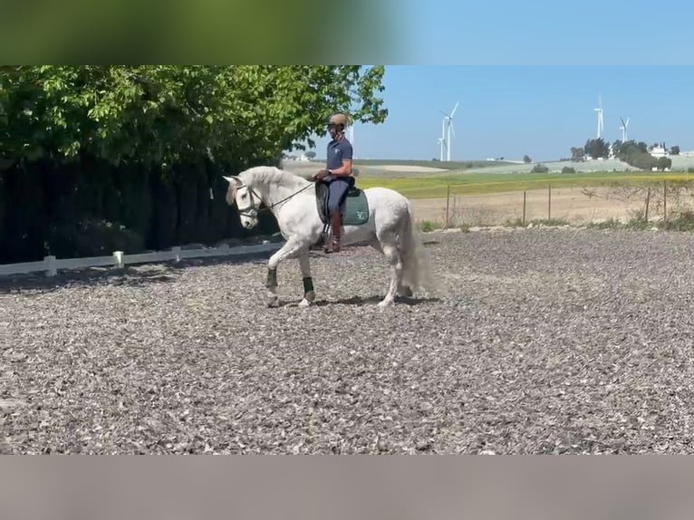 PRE Caballo castrado 5 años 157 cm Tordo in Jerez