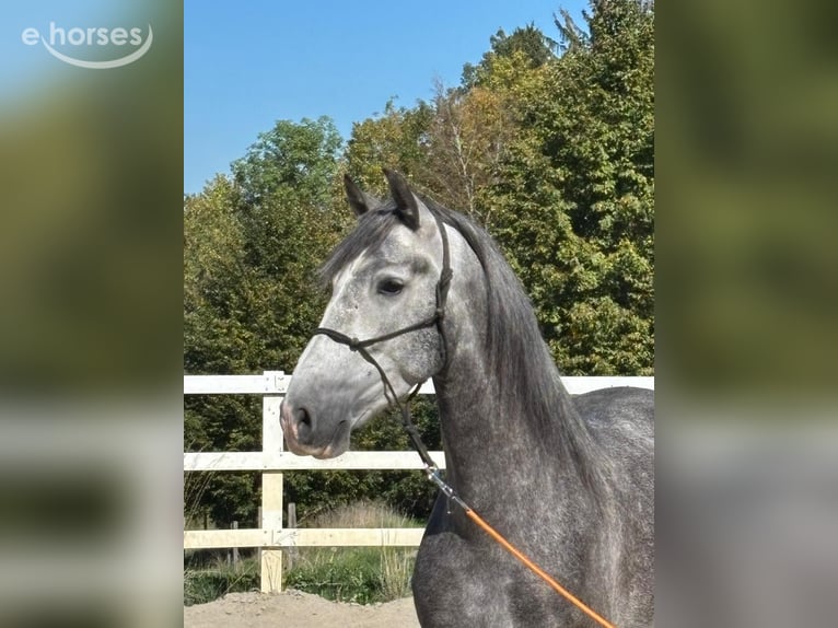 PRE Mestizo Caballo castrado 5 años 157 cm Tordo rodado in Niederstaufen