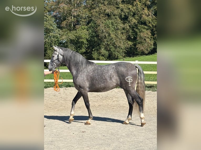PRE Mestizo Caballo castrado 5 años 157 cm Tordo rodado in Niederstaufen