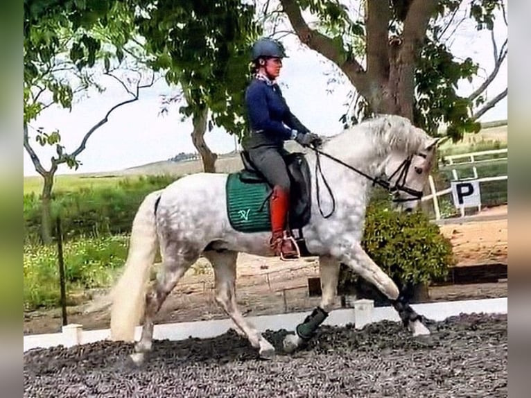 PRE Caballo castrado 5 años 157 cm Tordo rodado in Sevilla