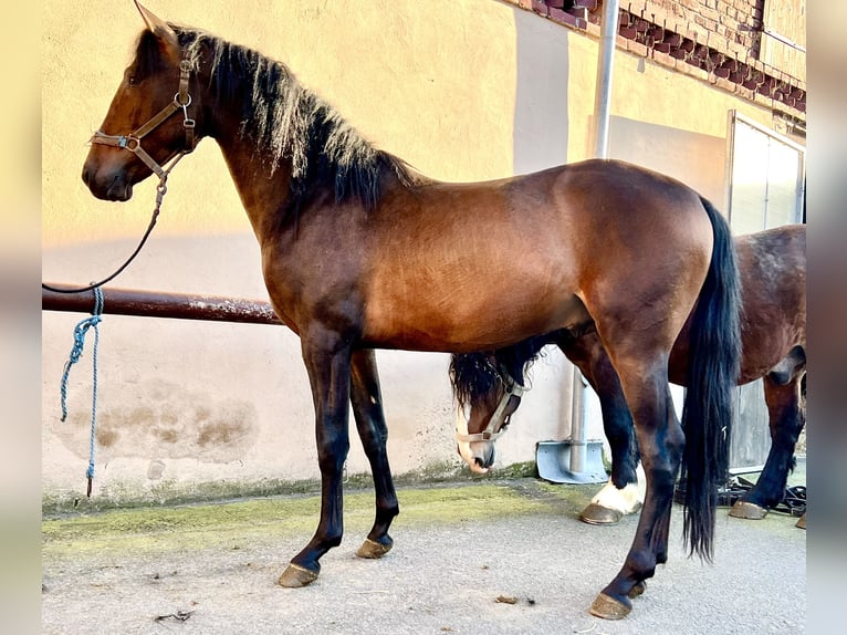 PRE Caballo castrado 5 años 158 cm Castaño in Görzke