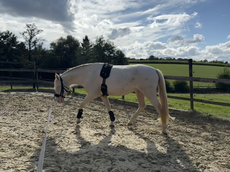 PRE Caballo castrado 5 años 158 cm Cremello in Heiligenhaus