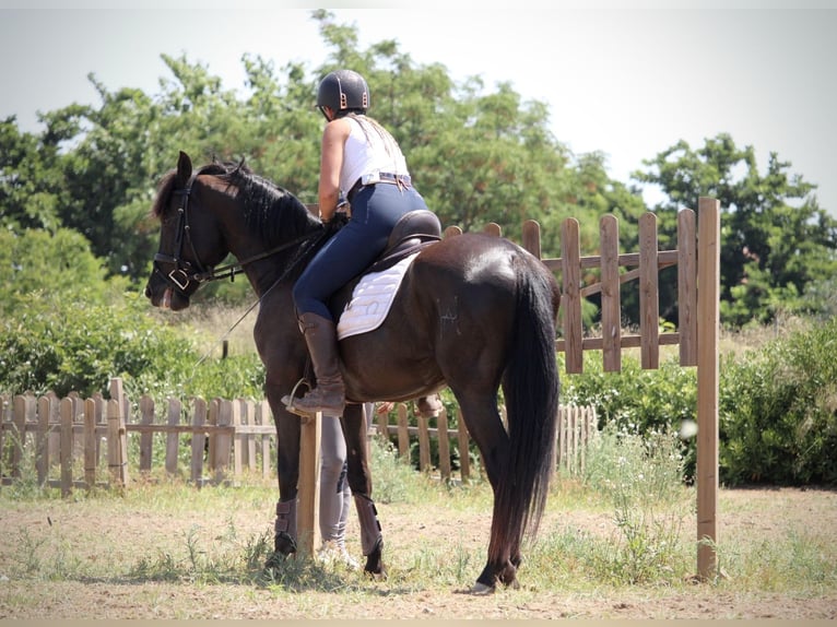 PRE Mestizo Caballo castrado 5 años 158 cm Negro in Valencia
