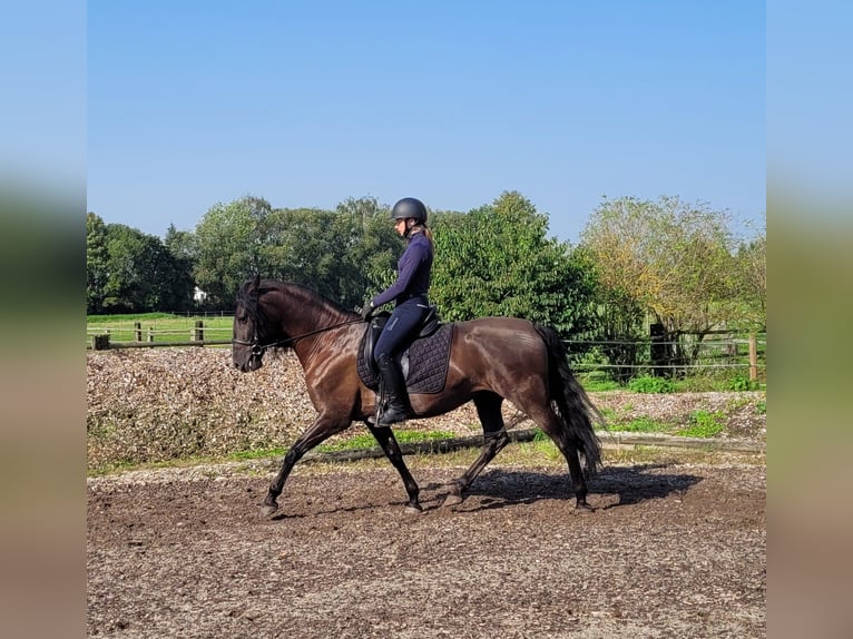 PRE Mestizo Caballo castrado 5 años 158 cm Negro in Karlshuld