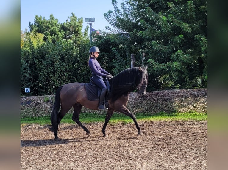 PRE Mestizo Caballo castrado 5 años 158 cm Negro in Karlshuld