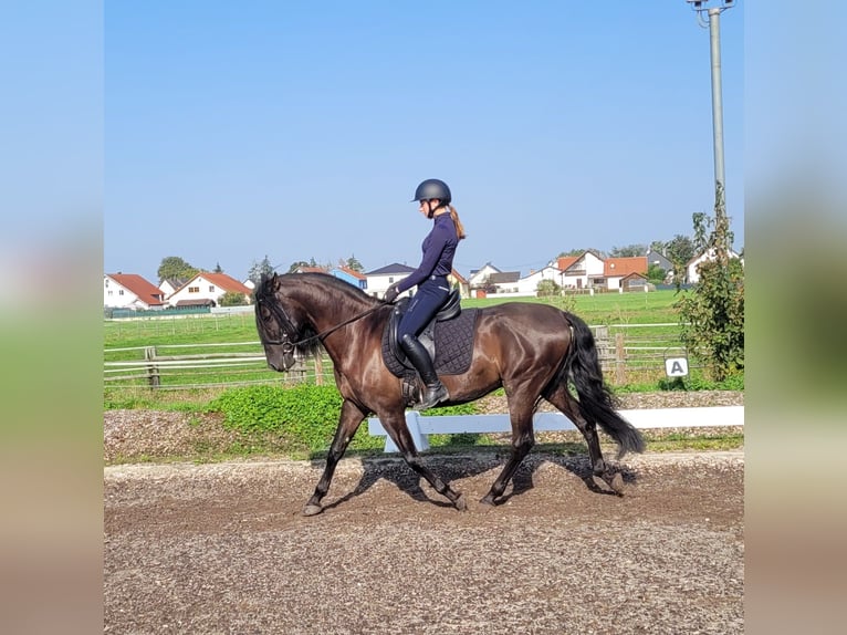 PRE Mestizo Caballo castrado 5 años 158 cm Negro in Karlshuld