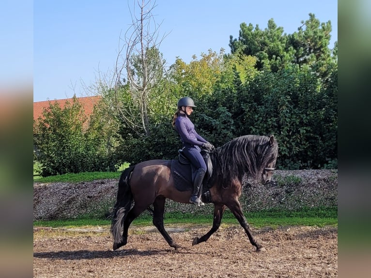 PRE Mestizo Caballo castrado 5 años 158 cm Negro in Karlshuld