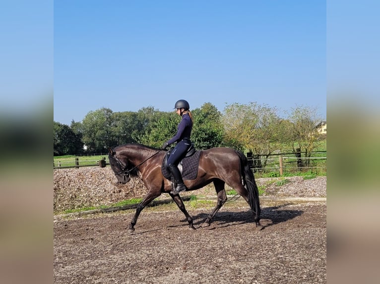 PRE Mestizo Caballo castrado 5 años 158 cm Negro in Karlshuld