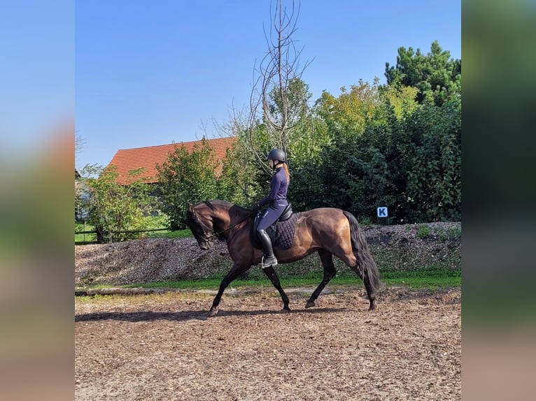 PRE Mestizo Caballo castrado 5 años 158 cm Negro in Karlshuld