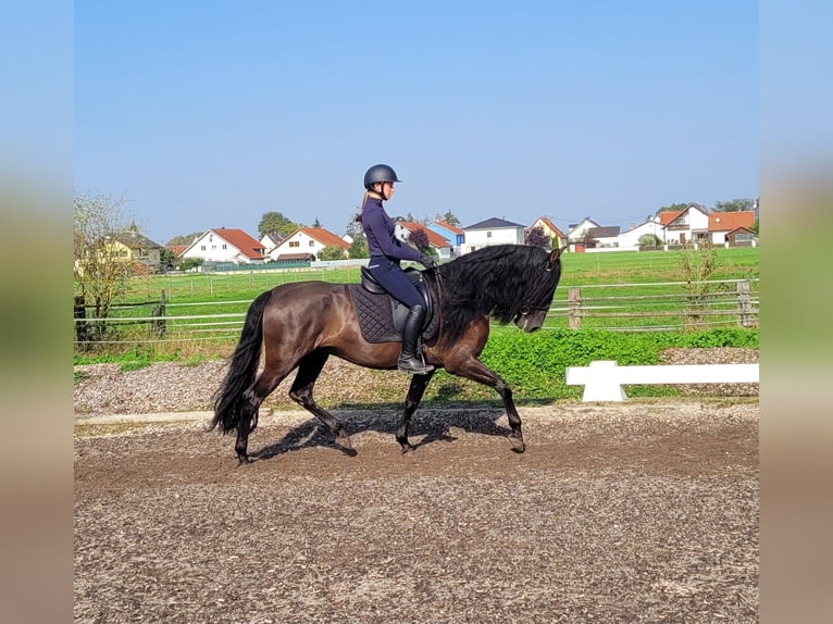 PRE Mestizo Caballo castrado 5 años 158 cm Negro in Karlshuld