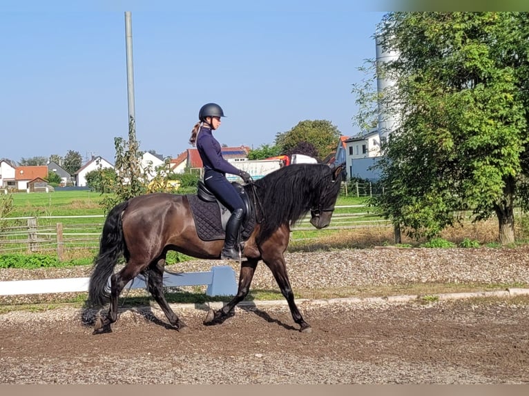 PRE Mestizo Caballo castrado 5 años 158 cm Negro in Karlshuld