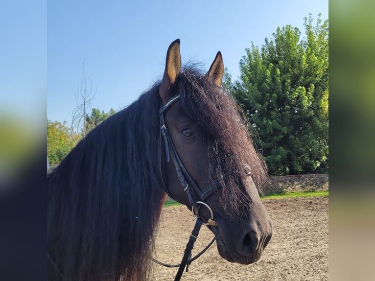 PRE Mestizo Caballo castrado 5 años 158 cm Negro in Karlshuld