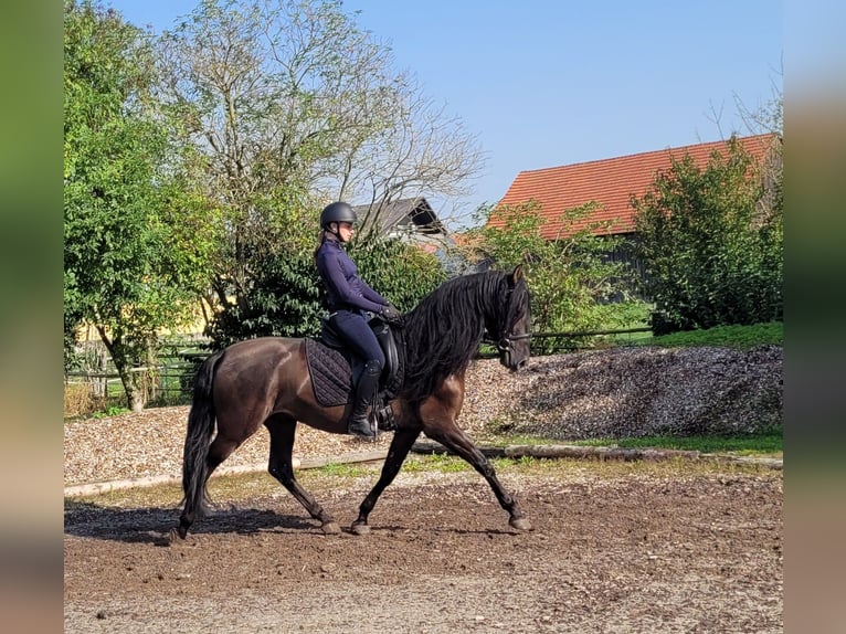 PRE Mestizo Caballo castrado 5 años 158 cm Negro in Karlshuld