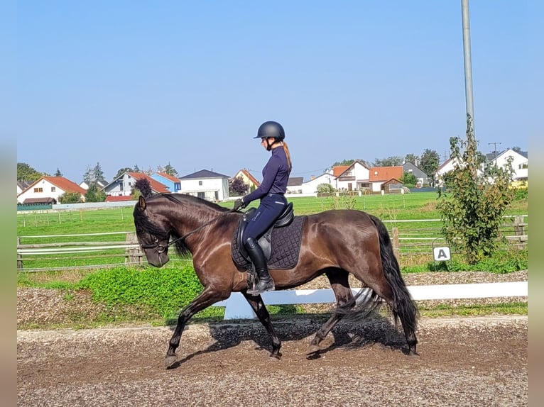 PRE Mestizo Caballo castrado 5 años 158 cm Negro in Karlshuld