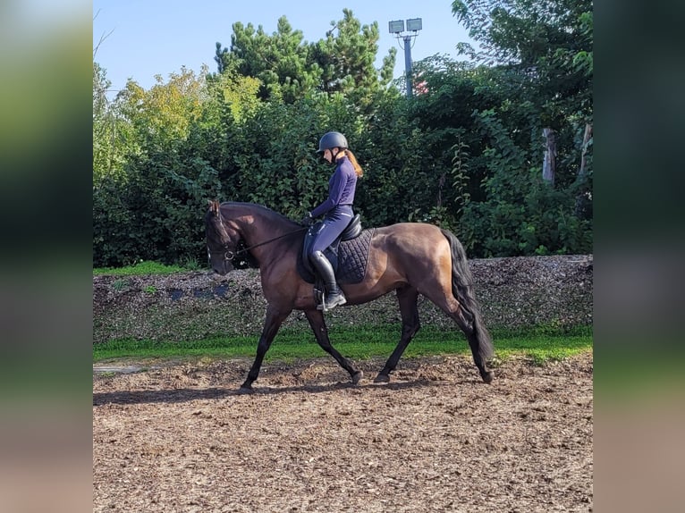 PRE Mestizo Caballo castrado 5 años 158 cm Negro in Karlshuld