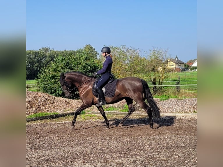 PRE Mestizo Caballo castrado 5 años 158 cm Negro in Karlshuld