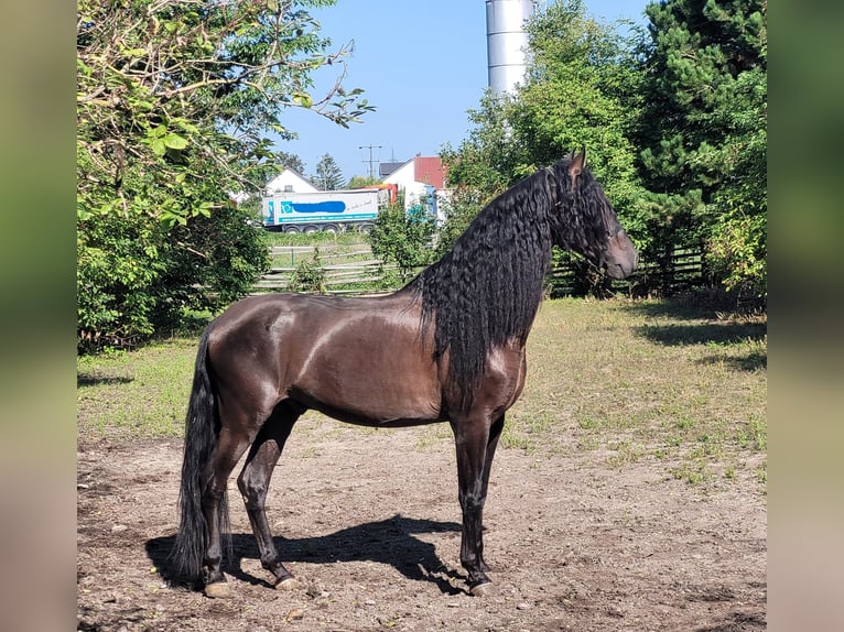 PRE Mestizo Caballo castrado 5 años 158 cm Negro in Karlshuld