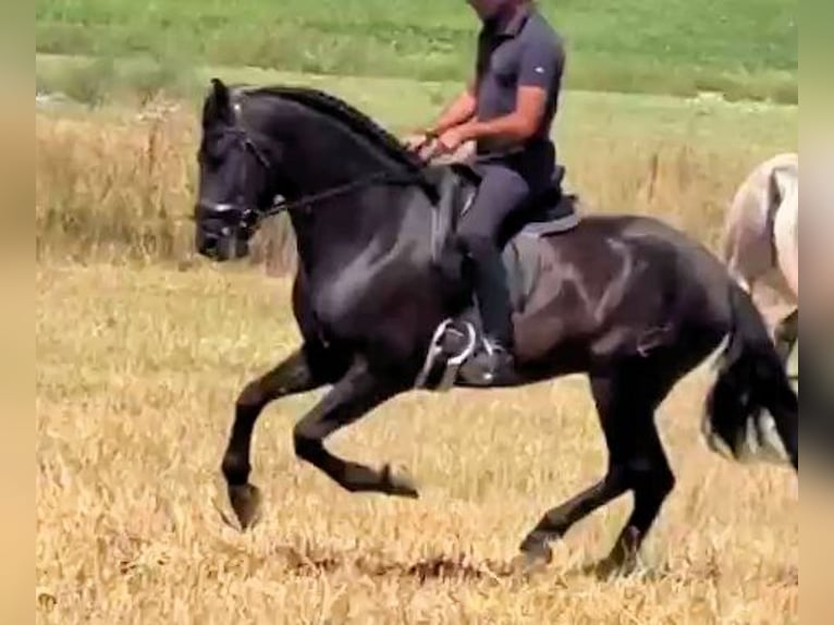 PRE Mestizo Caballo castrado 5 años 158 cm Negro in Sanlucar