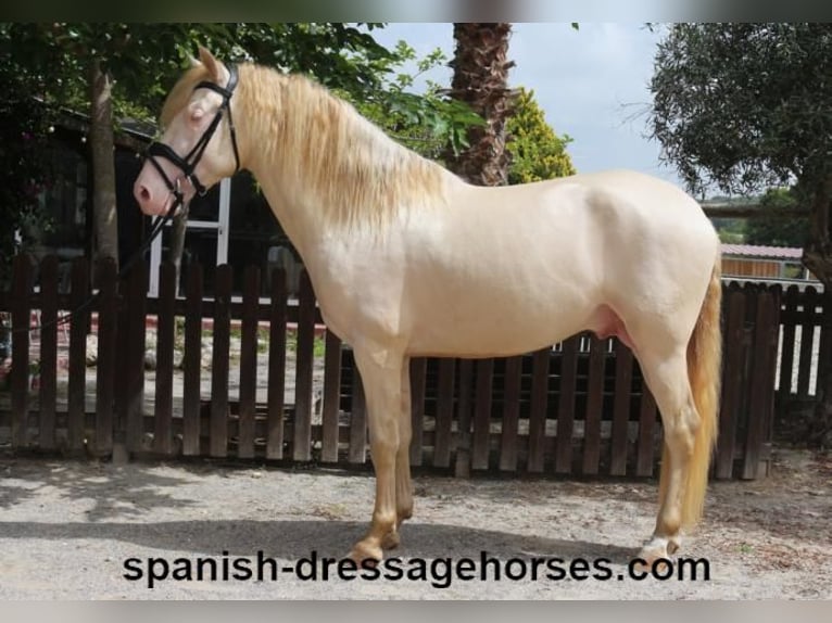 PRE Caballo castrado 5 años 158 cm Perlino in Barcelona